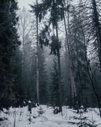 Scenic view of snow covered forest