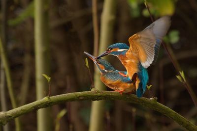 Kingfishers mating on branch