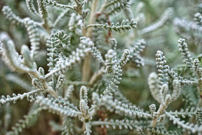 Close-up of snow covered pine tree