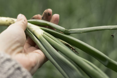 Woman holding a fresh green onion, pulled out of the ground.