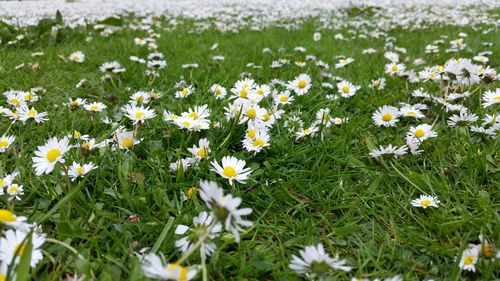 Close-up of white daisies blooming in field