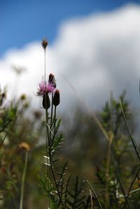 Close-up of flowers