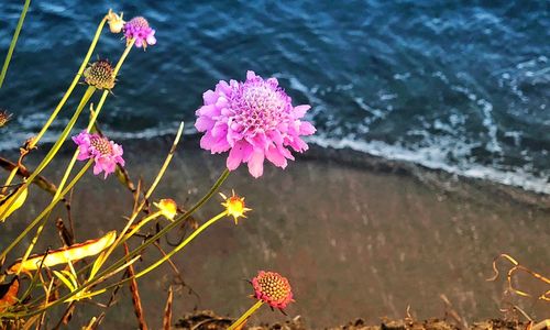 Close-up of pink flowering plant by lake