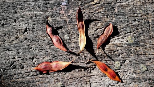 Close-up of leaf