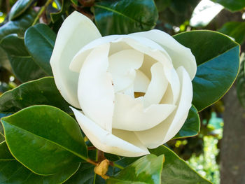 Close-up of white flower blooming outdoors