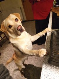 Dog sitting on man at home