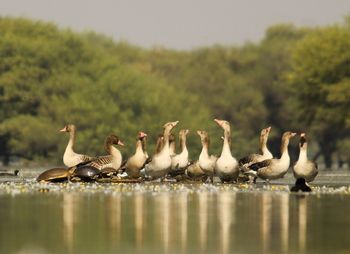 Birds perching on lake