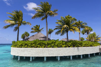 Palm trees by swimming pool against sky