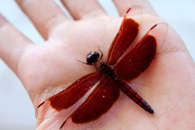 Close-up of hand holding insect