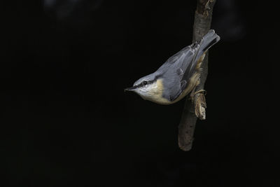 Close-up of bird perching on branch against blurred background