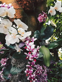 Close-up of pink flowers blooming outdoors
