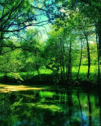 Scenic view of lake in forest