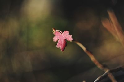 Close-up of maple leaves on plant during autumn