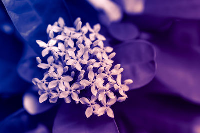 Close-up of purple flowering plant