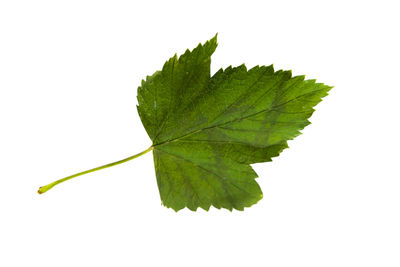 Close-up of leaf against white background