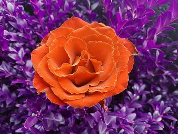 Close-up of fresh purple flower blooming in garden