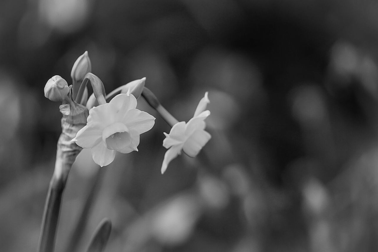 flower, freshness, petal, focus on foreground, growth, fragility, beauty in nature, close-up, flower head, plant, nature, blooming, stem, selective focus, bud, in bloom, blossom, day, outdoors, botany