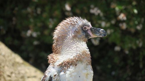 Close-up of a bird