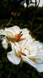 Close-up of white flowering plant