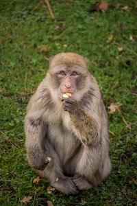 Close-up of monkey