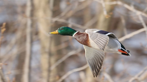 Mallard fly by