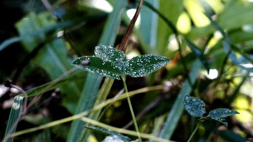 Close-up of raindrops on leaves