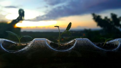 Close-up of plant against sky during sunset