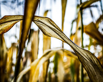 Close-up of crop growing in farm