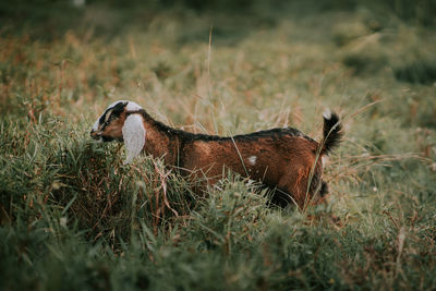 Side view of dog on grassy field