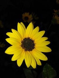 Close-up of sunflower blooming against black background