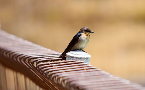 Swallow - close up details swallow, swallow in the wild