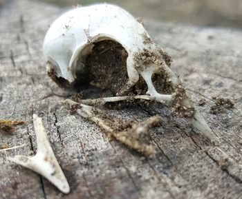 High angle view of animal skull on sand