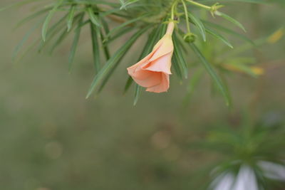 Close-up of ramphoey flower