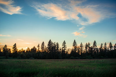 Trees on field against sky during sunset