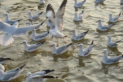 High angle view of swans swimming in lake