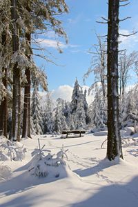 Snow covered land and trees against sky