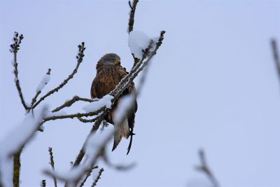 Low angle view of red kite perching on tree