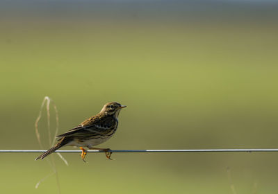 Bird perching on wire