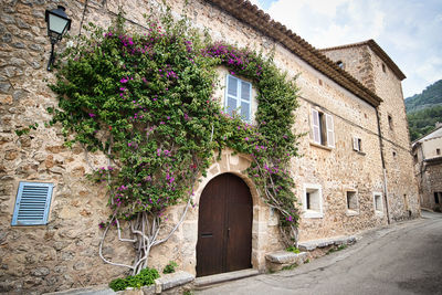 Plants growing on old building