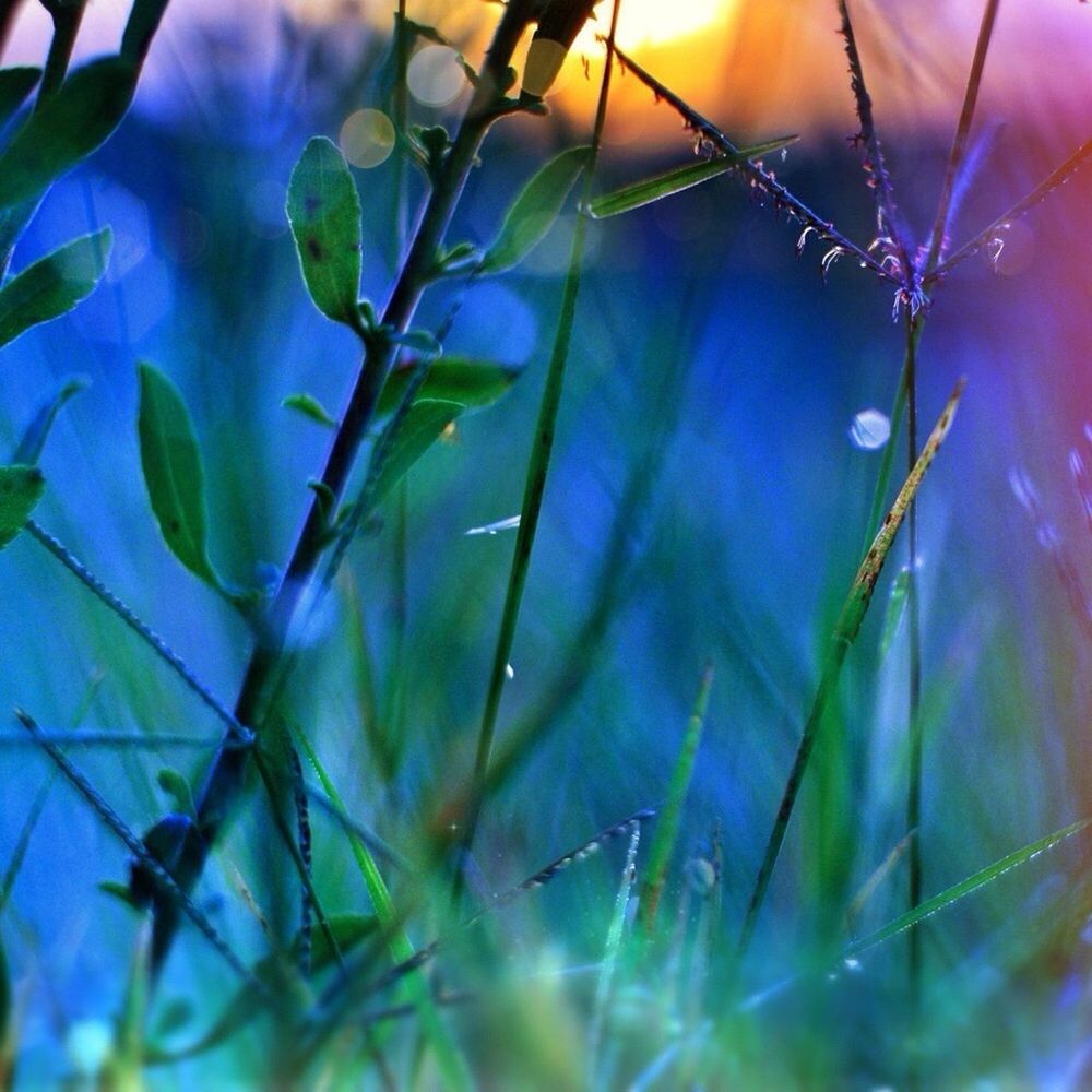 growth, focus on foreground, close-up, plant, nature, leaf, selective focus, fragility, branch, beauty in nature, green color, twig, stem, outdoors, day, no people, sunlight, freshness, tranquility, spider web