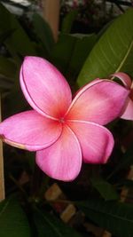 Close-up of pink flower