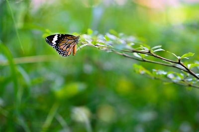 Close-up of butterfly on flower