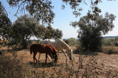 Side view of horses by trees on field