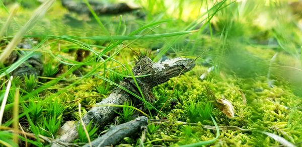 Close-up of lizard on grass