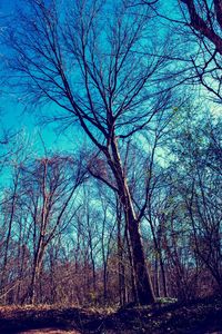 Low angle view of bare trees in forest