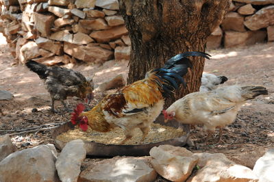 Flock of roosters on land