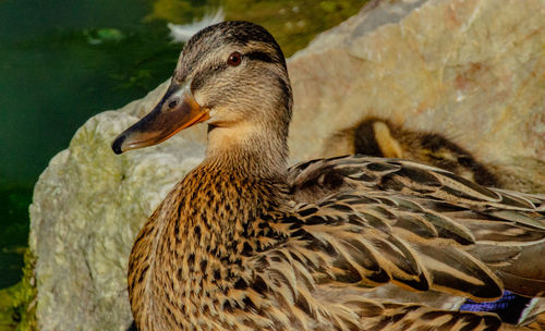 Close-up of duck