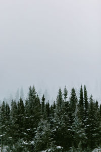 Breathtaking view of green tops of spruces growing against mountain slope on gray foggy day in winter in valley of the ghosts in monts valin national park in quebec, canada