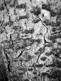 Full frame shot of tree trunk