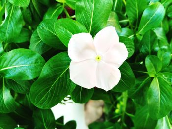 Close-up of white flowering plant